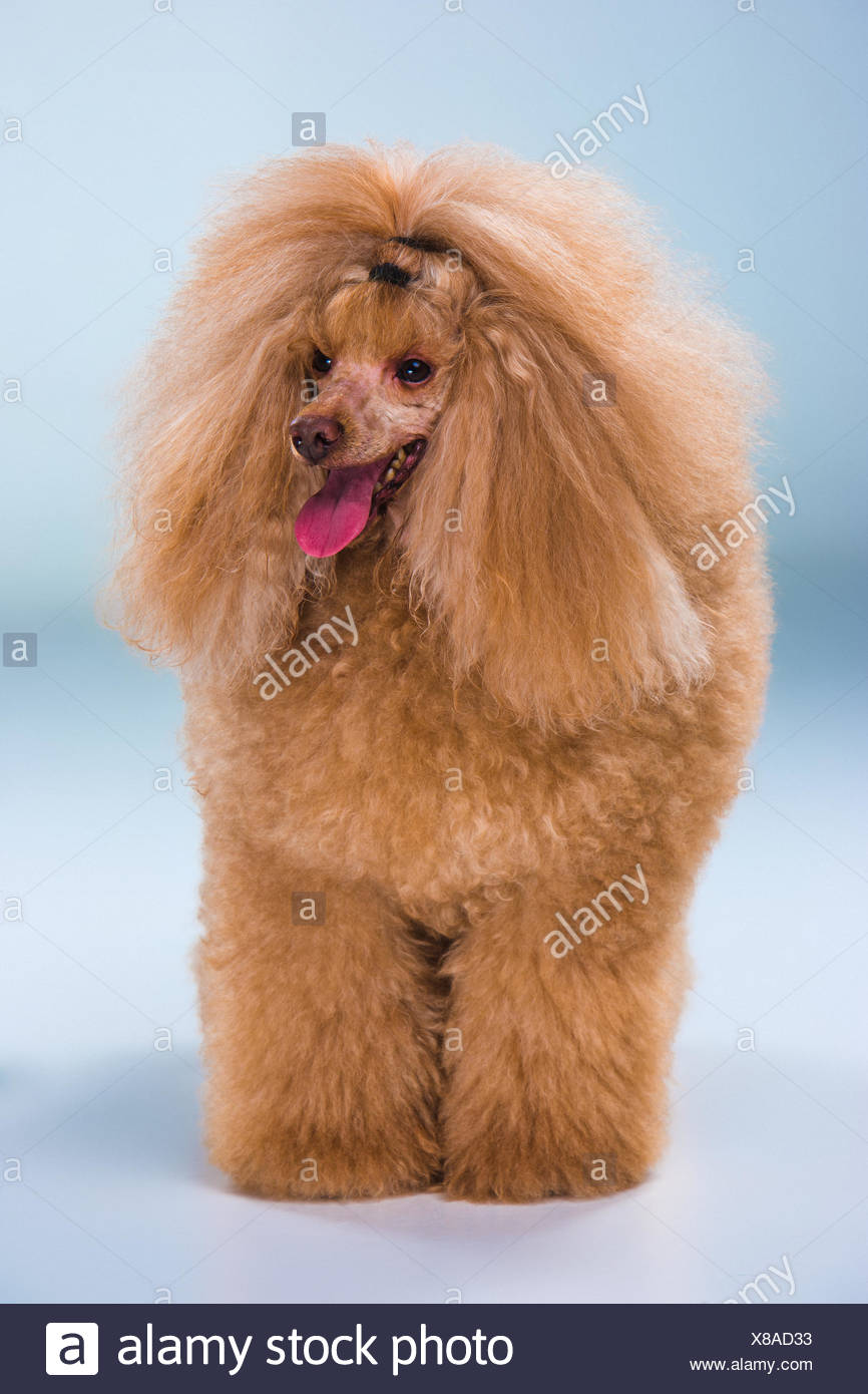 Radiant red poodles hot sale
