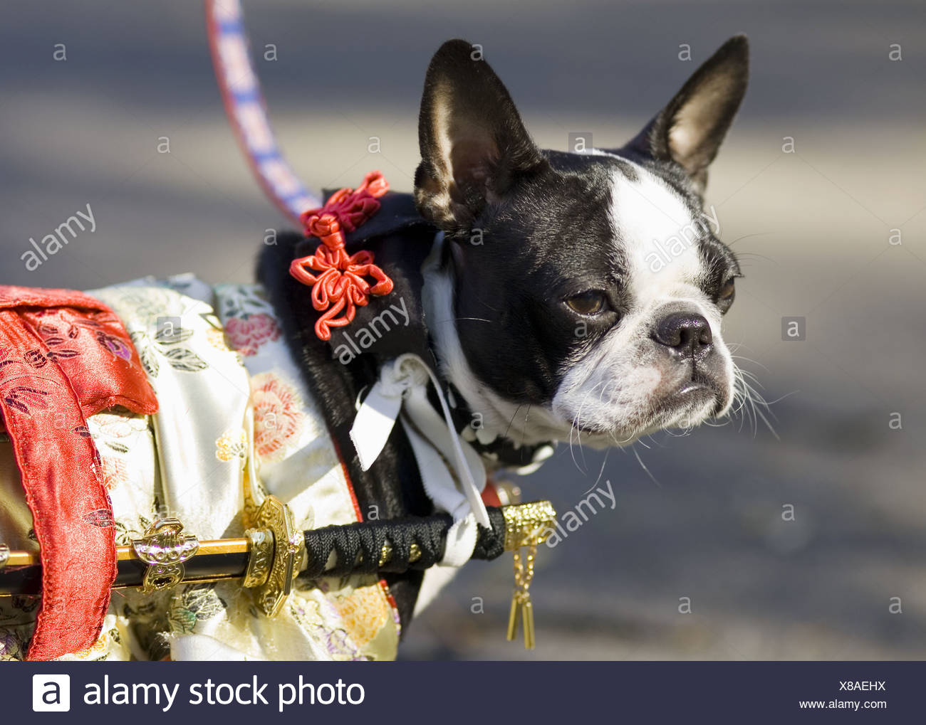 samurai dog costume