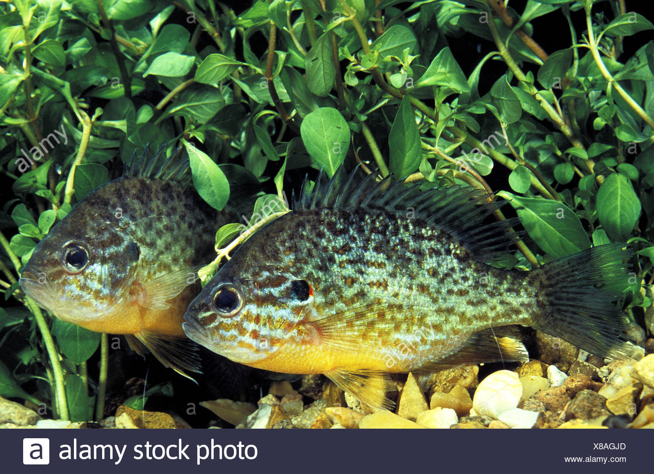 Pumpkinseed Sunfish Lepomis Gibbosus High Resolution Stock Photography ...
