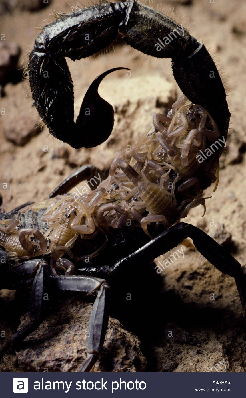 Scorpion Babies High Resolution Stock Photography And Images Alamy Scorpion Babies High Resolution Stock Photography And Images Alamy