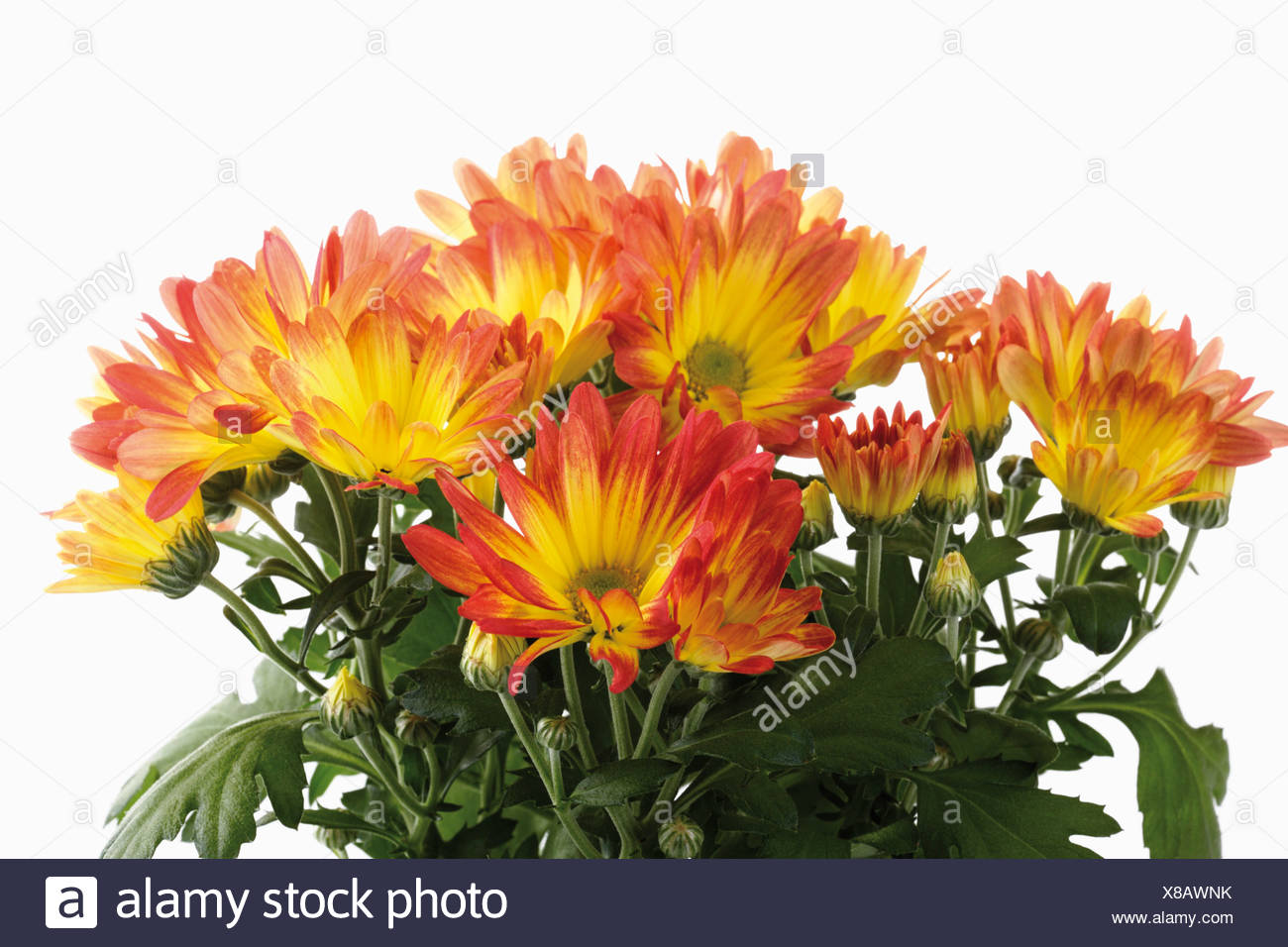 Chrysanthemum Indicum High Resolution Stock Photography and Images Alamy