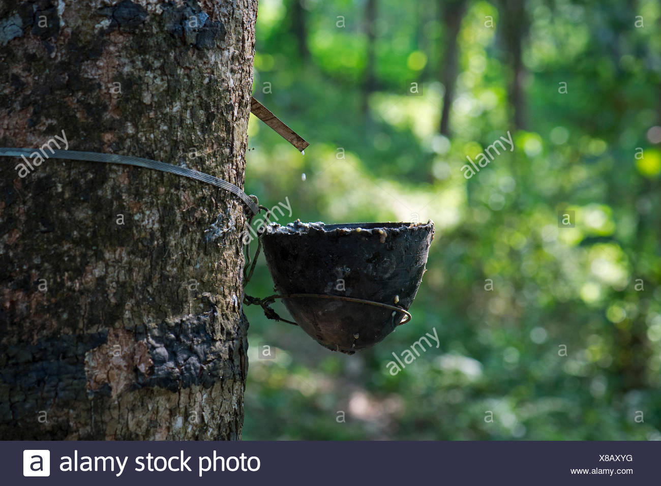 natural rubber production in india