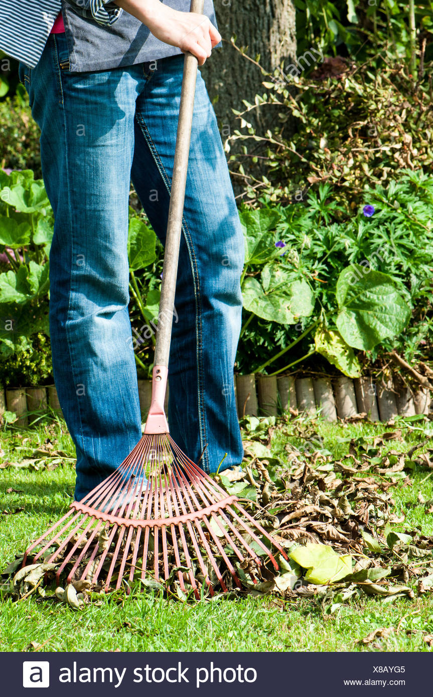Woman Raking Leaves High Resolution Stock Photography and Images Alamy