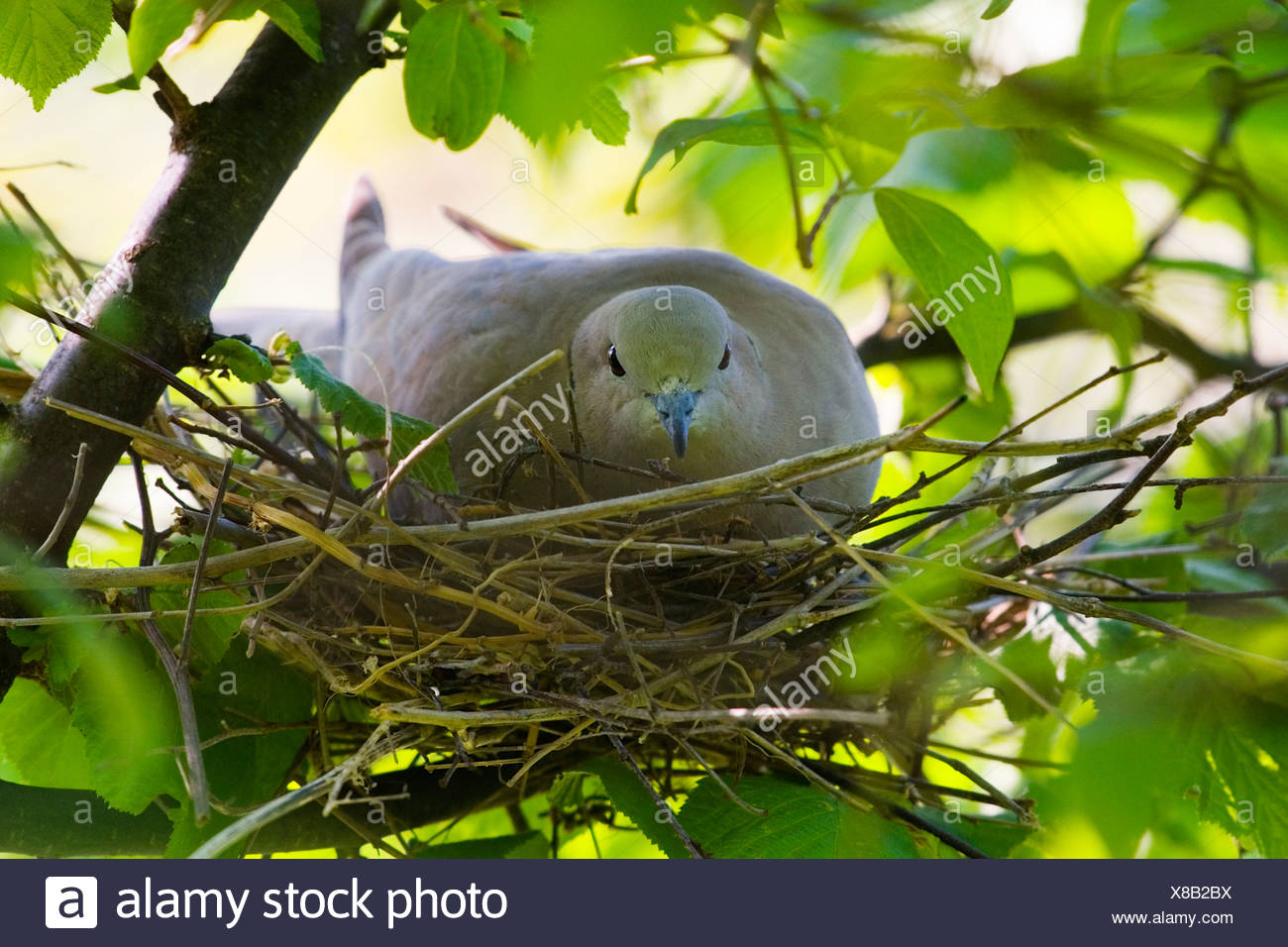 Collared Dove Nest Stock Photos & Collared Dove Nest Stock Images Alamy