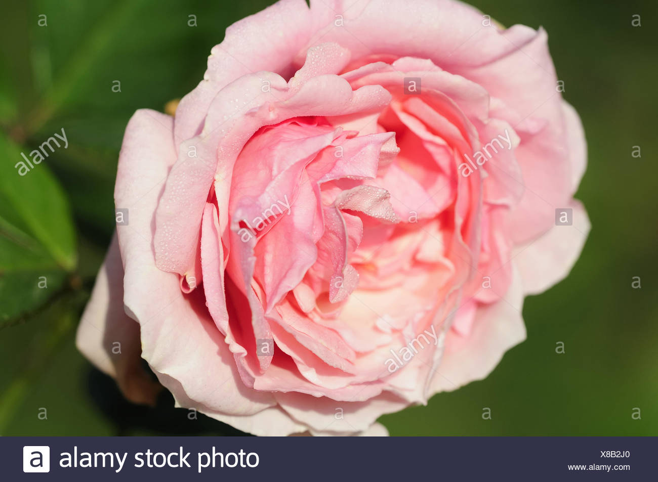 Rosen Garten Stock Photos Rosen Garten Stock Images Page 14