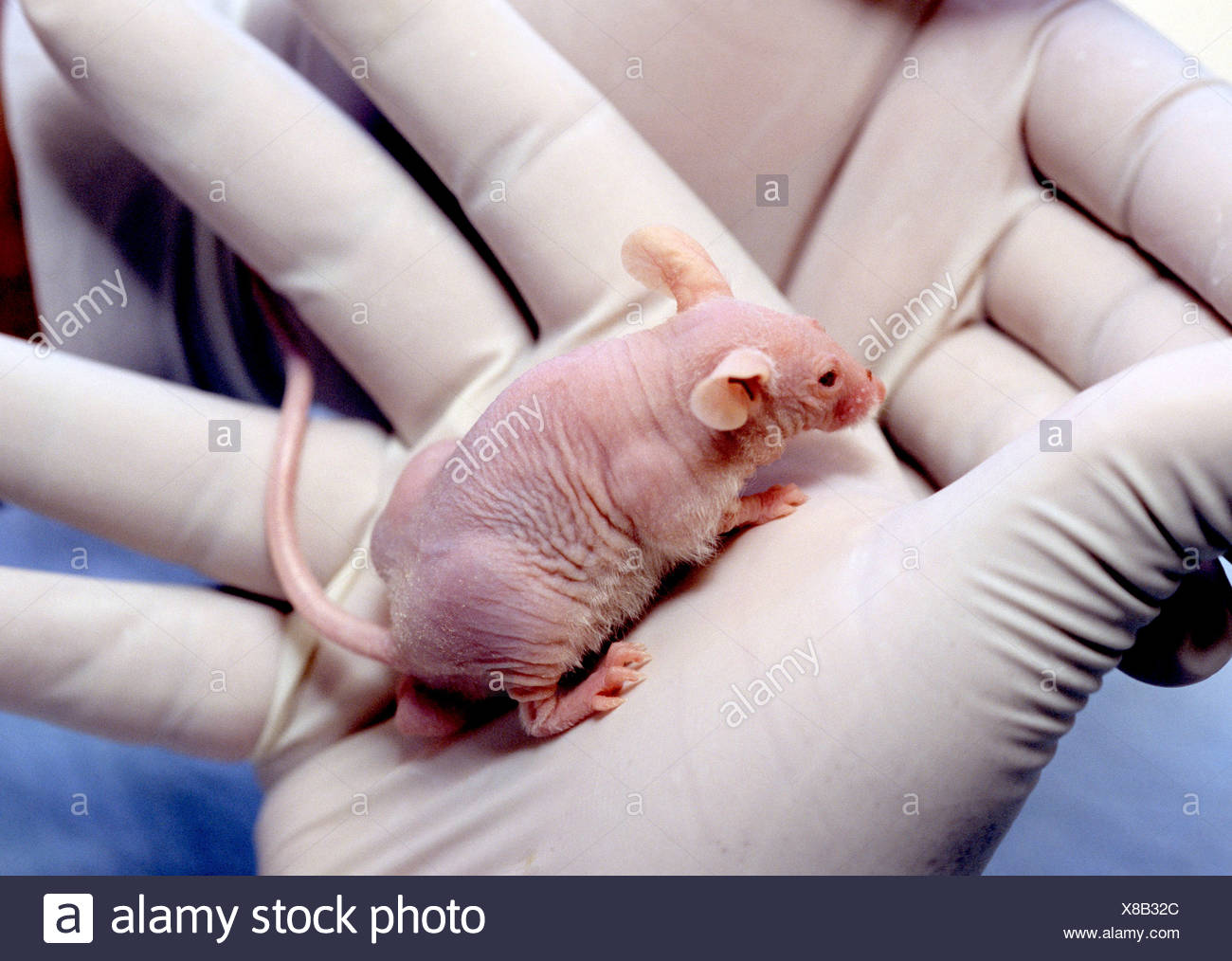 Lab Mice Stock Photos & Lab Mice Stock Images Alamy