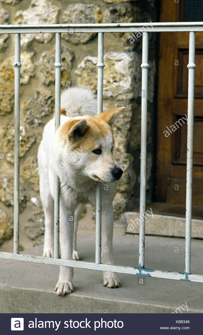 akita guarding