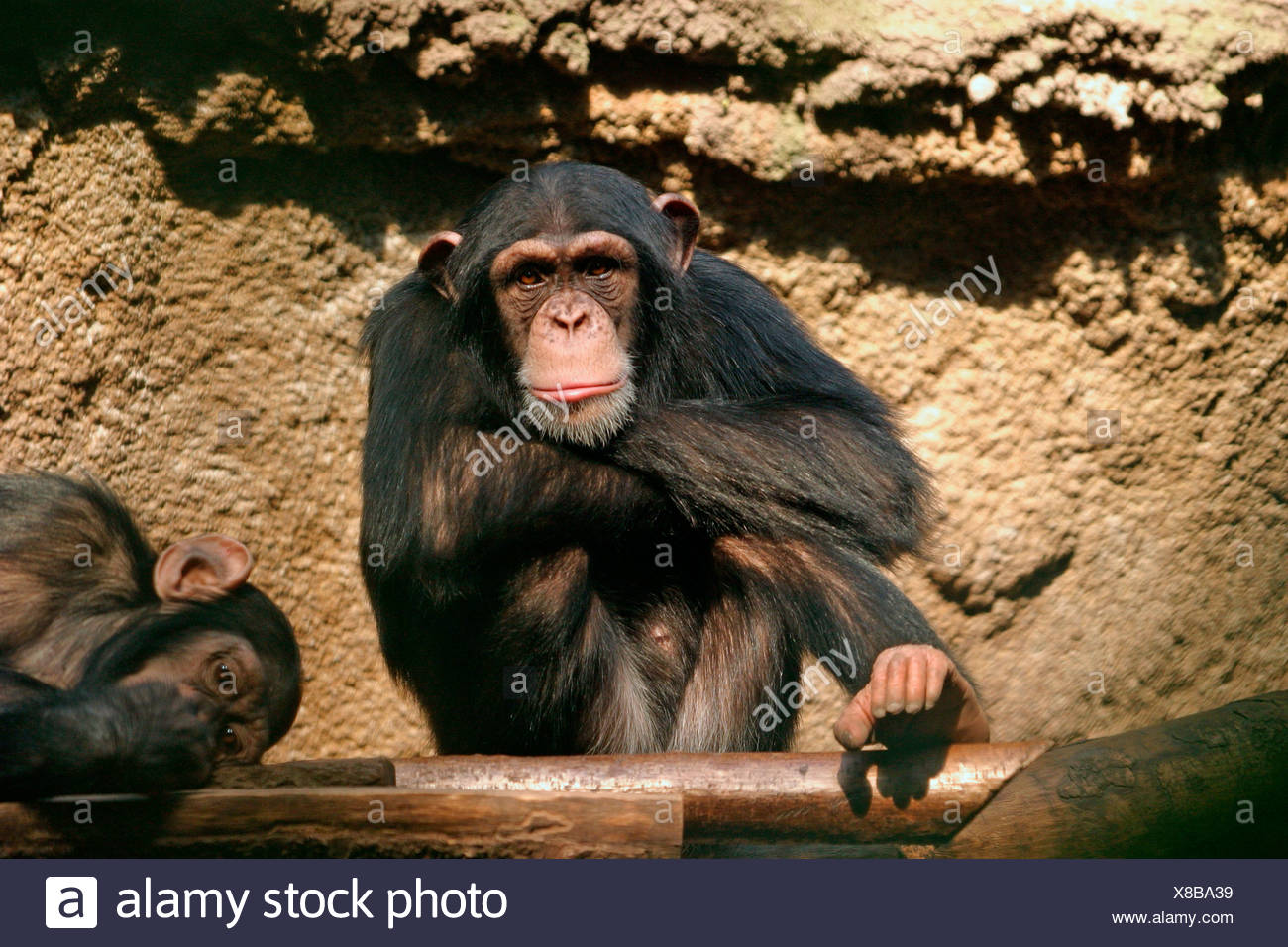 Zwei Affen High Resolution Stock Photography And Images Alamy