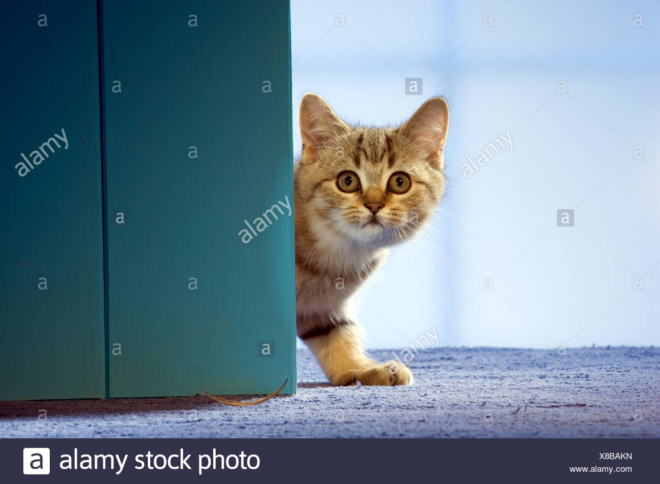 British Shorthair Cat Kitten Behind Door Stock Photo 280533001