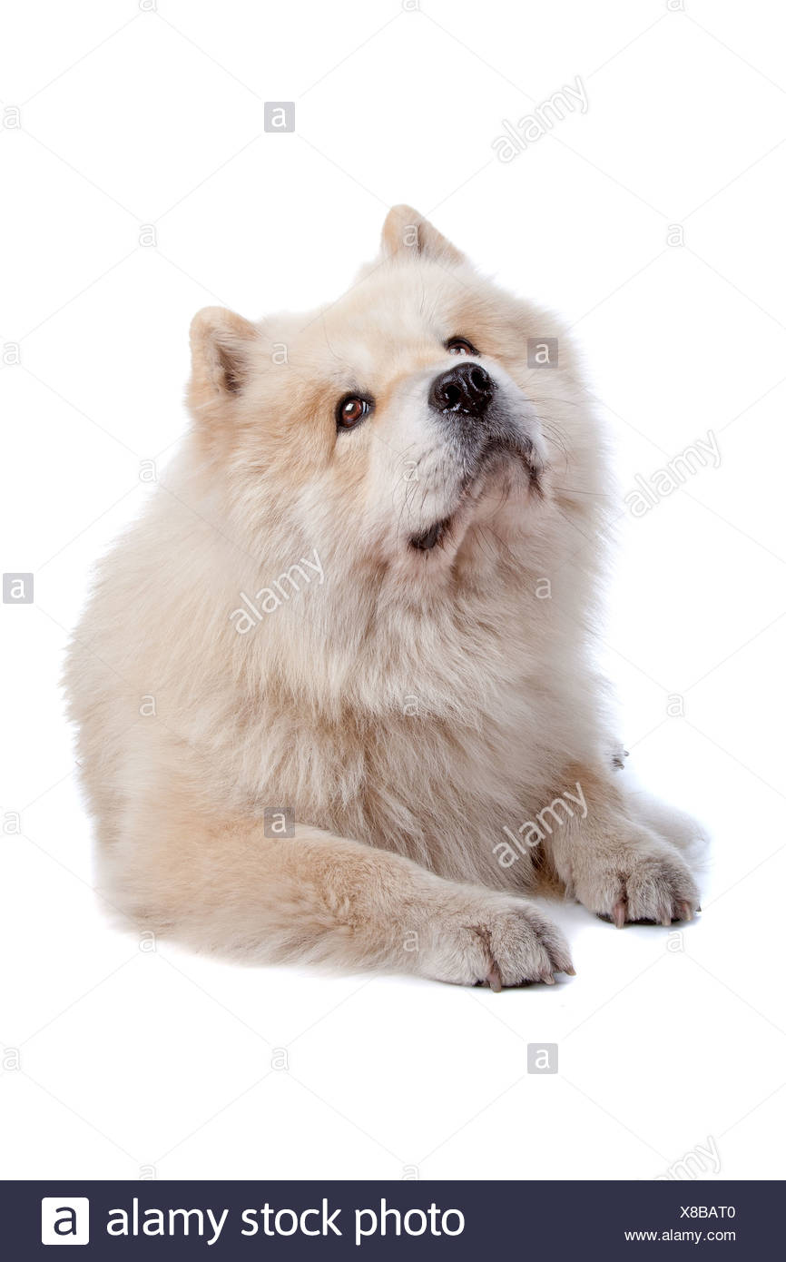 Cute Mixed Breed Dog Chow Chow And Samoyed Lying And Looking Up Isolated On A White Background Stock Photo Alamy