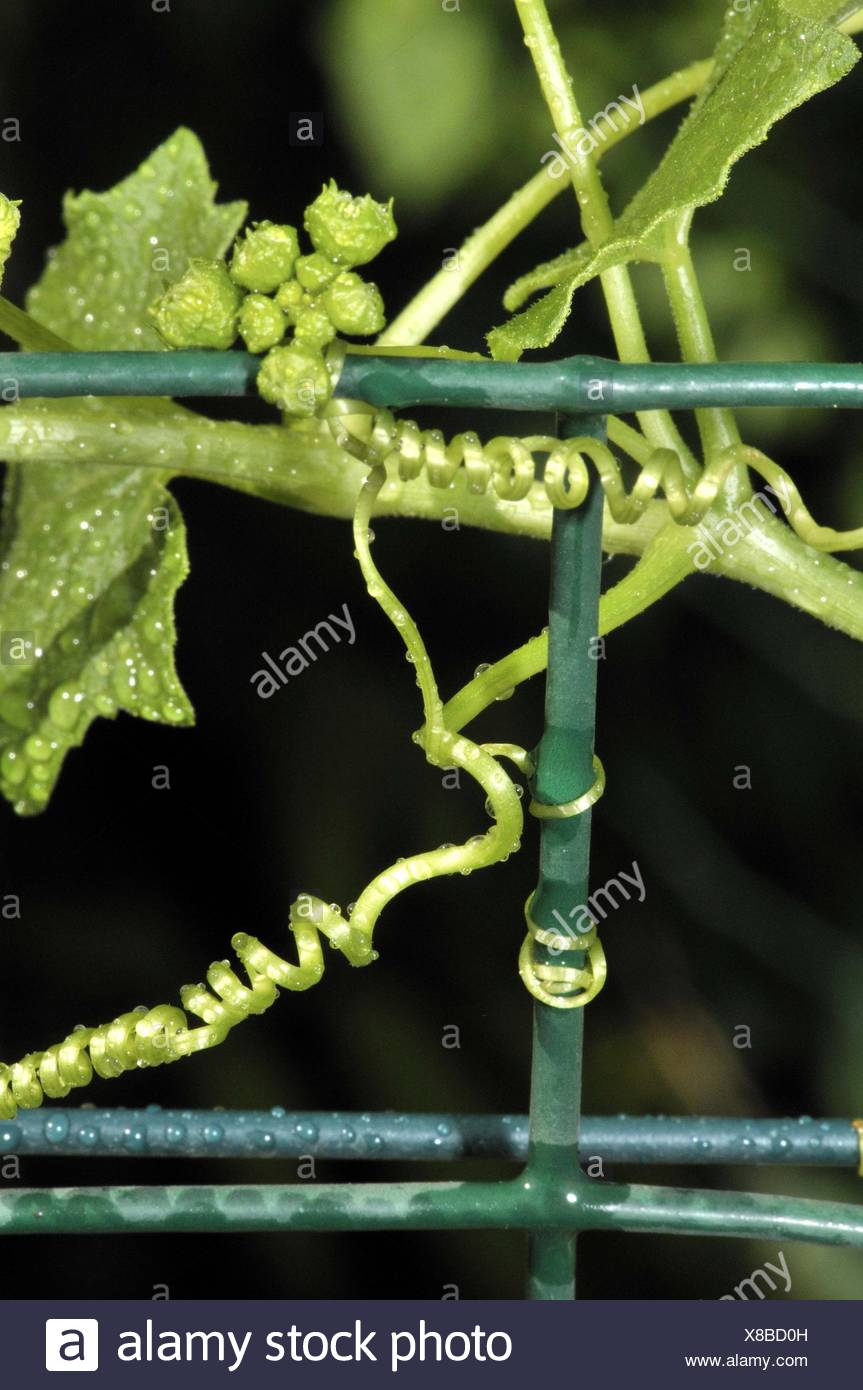 Plant Climbing Stem Bryonia Dioica High Resolution Stock Photography