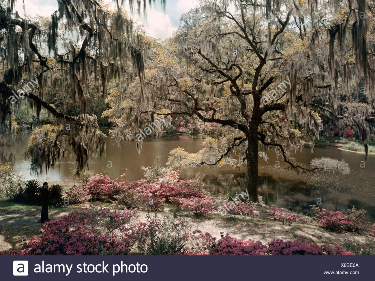 Azalea S And Spanish Moss Decorate Middleton Gardens Stock Photo