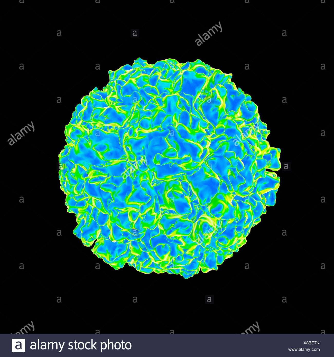 Human Rhinovirus High Resolution Stock Photography and Images - Alamy