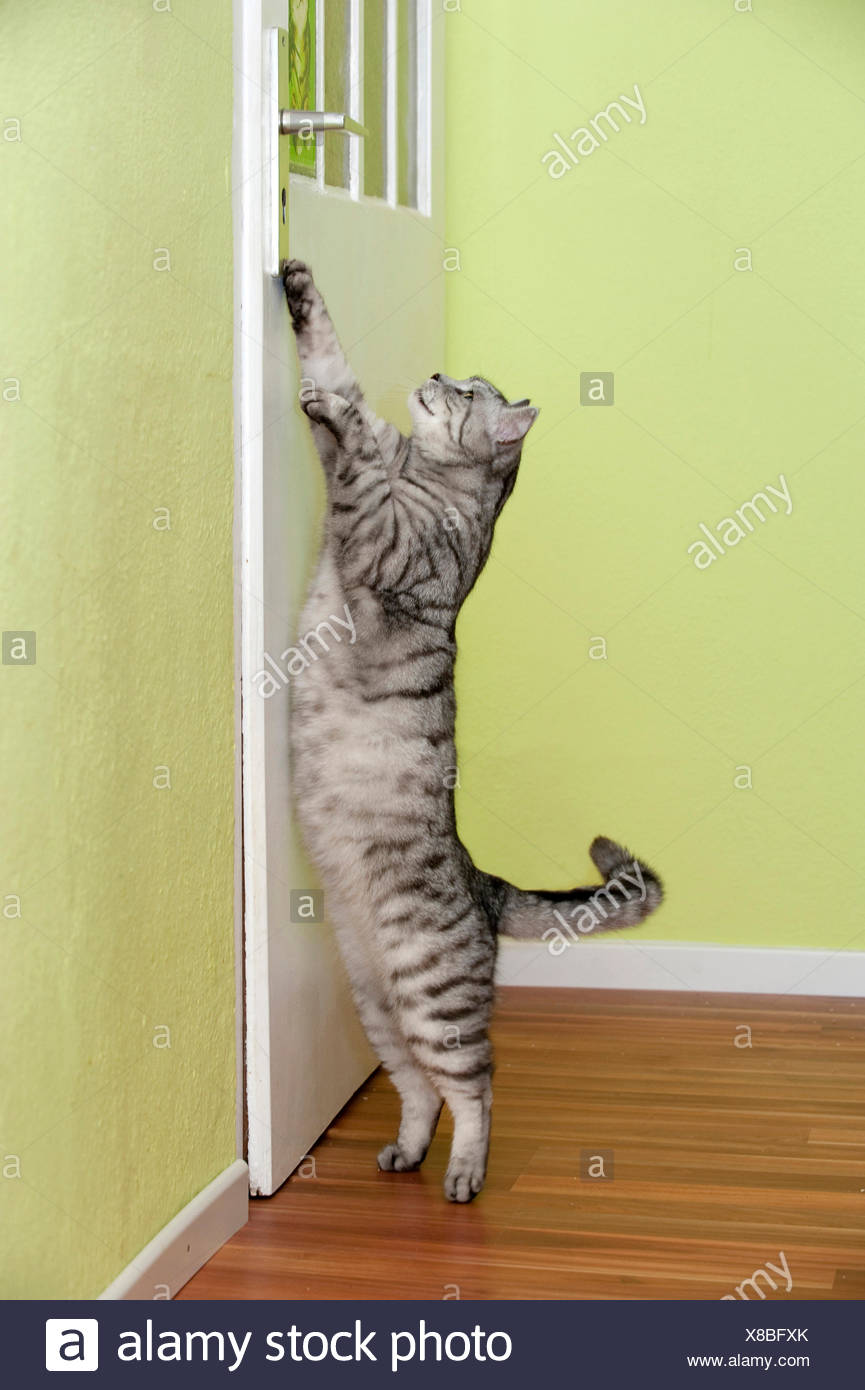 Domestic Cat Tabby Adult Opening A Door Germany Stock Photo