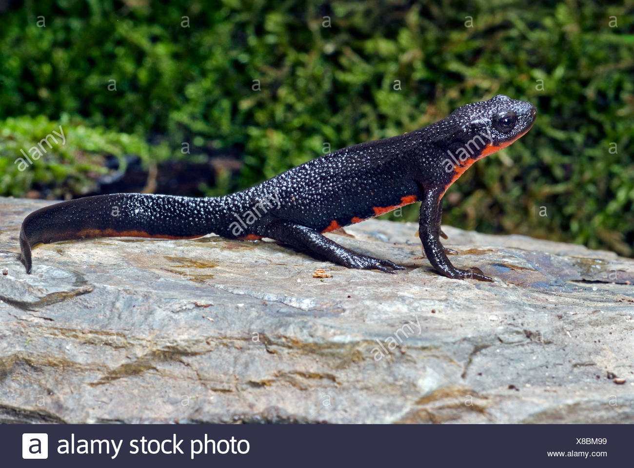 Japanese Firebelly Newt Japanese Fire Bellied Newt Cynops Pyrrhogaster On A Stone Stock Photo Alamy,Bamboo Floors Pros And Cons
