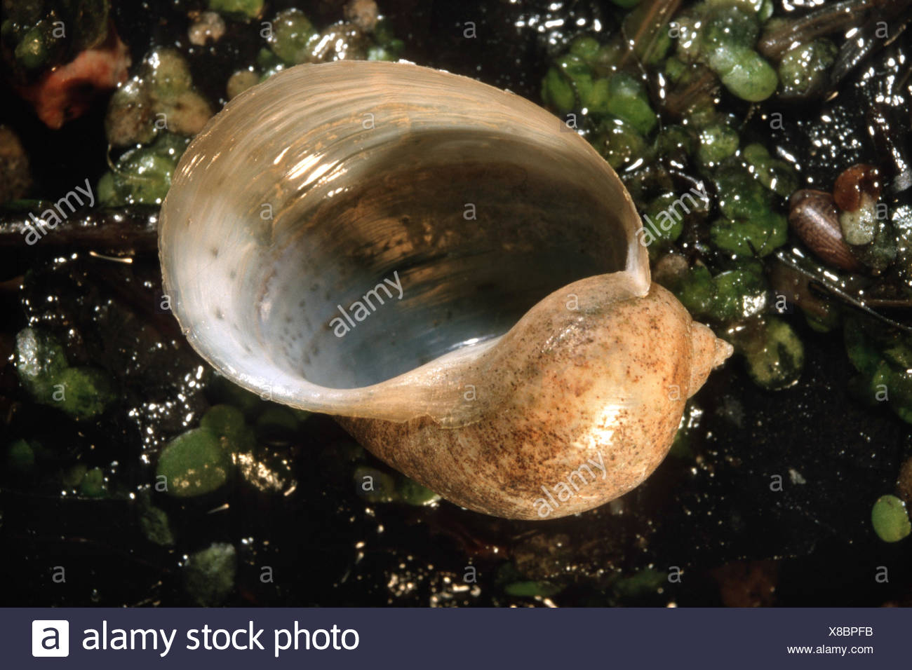 Sludge Pond High Resolution Stock Photography and Images - Alamy