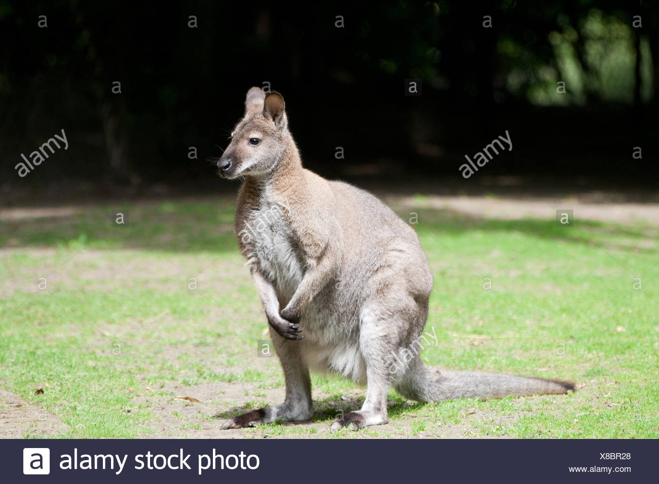 papoose kangaroo