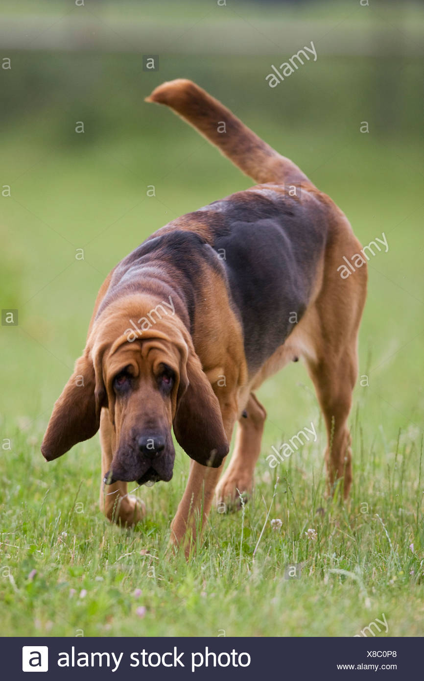adult bloodhound