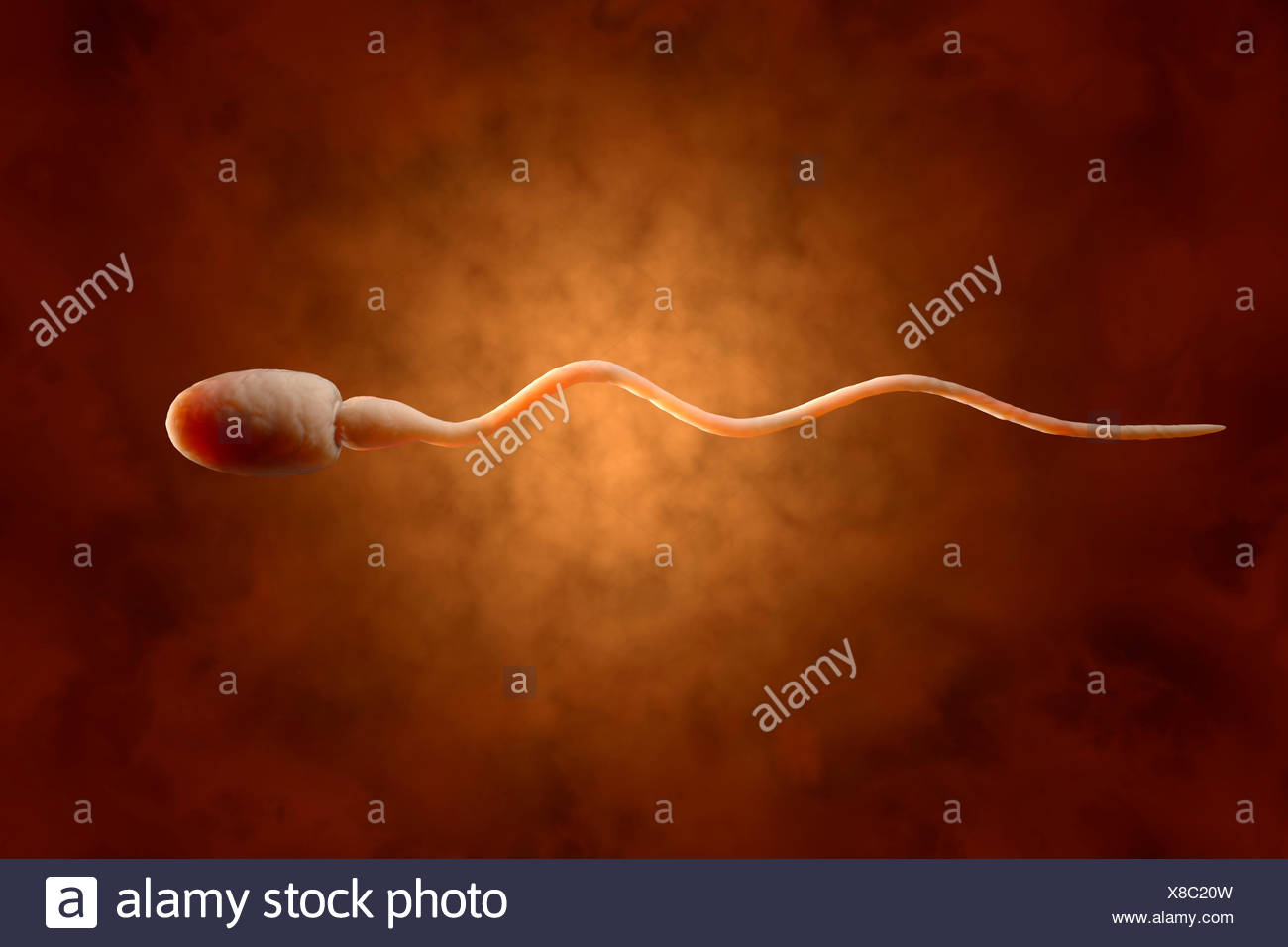 Sperm High Resolution Stock Photography and Images - Alamy