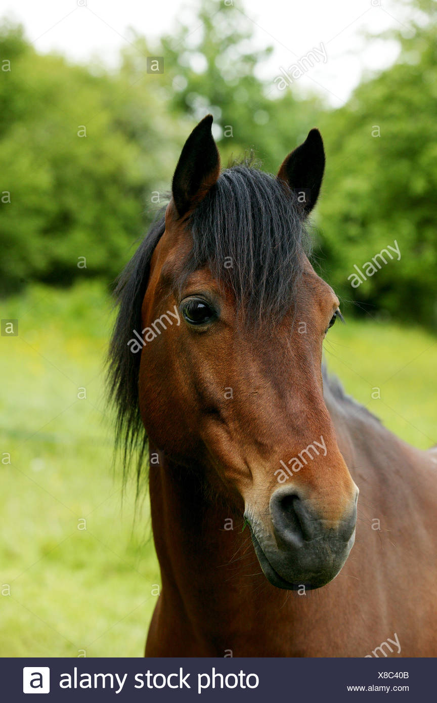 Selle Francais Horse High Resolution Stock Photography and Images Alamy