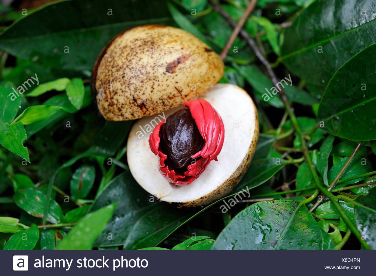 Myristica Fragrans Kerala High Resolution Stock Photography and Images