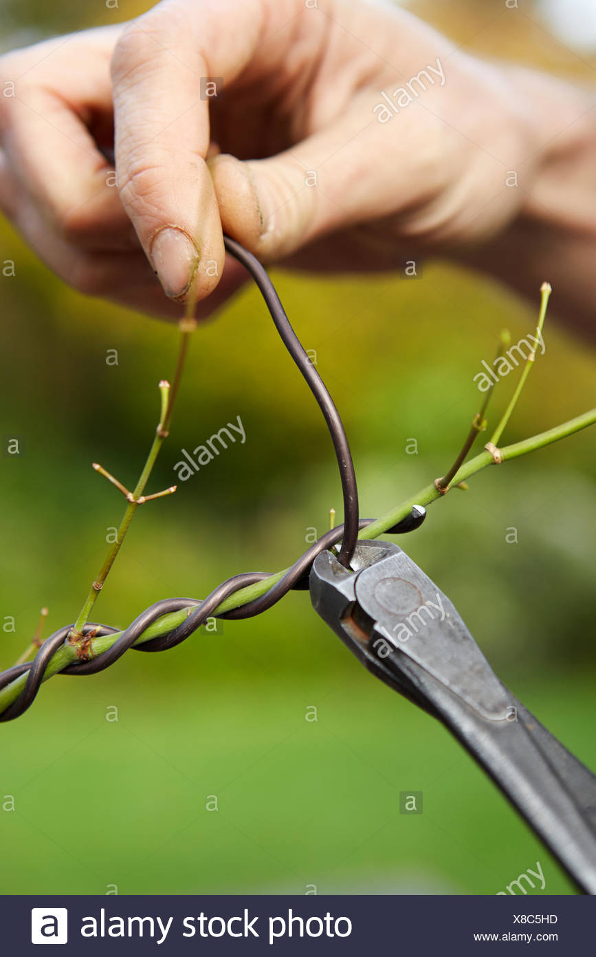 Wiring A Bonsai