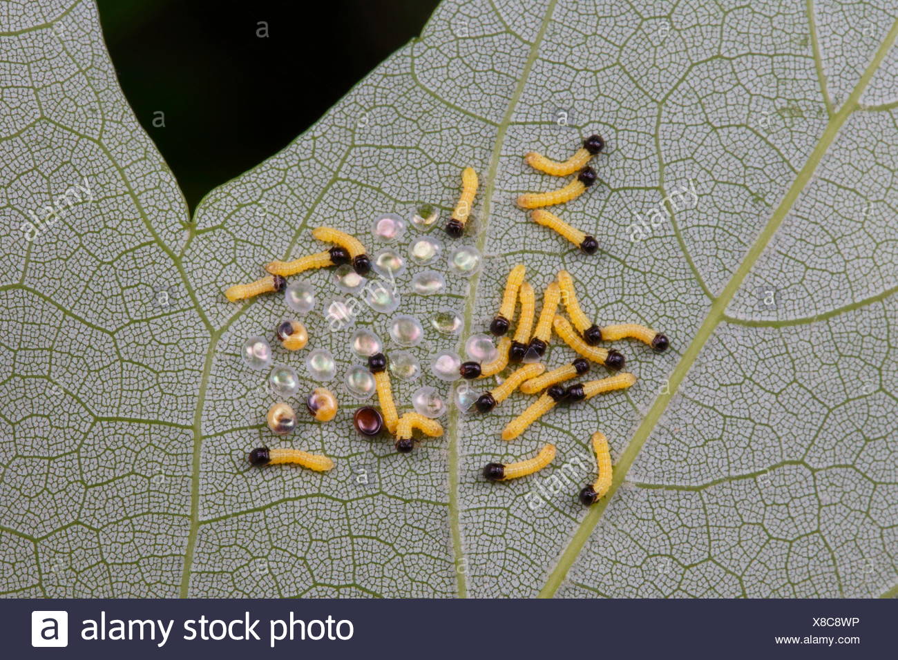 Caterpillars Eggs Stock Photos & Caterpillars Eggs Stock Images Alamy