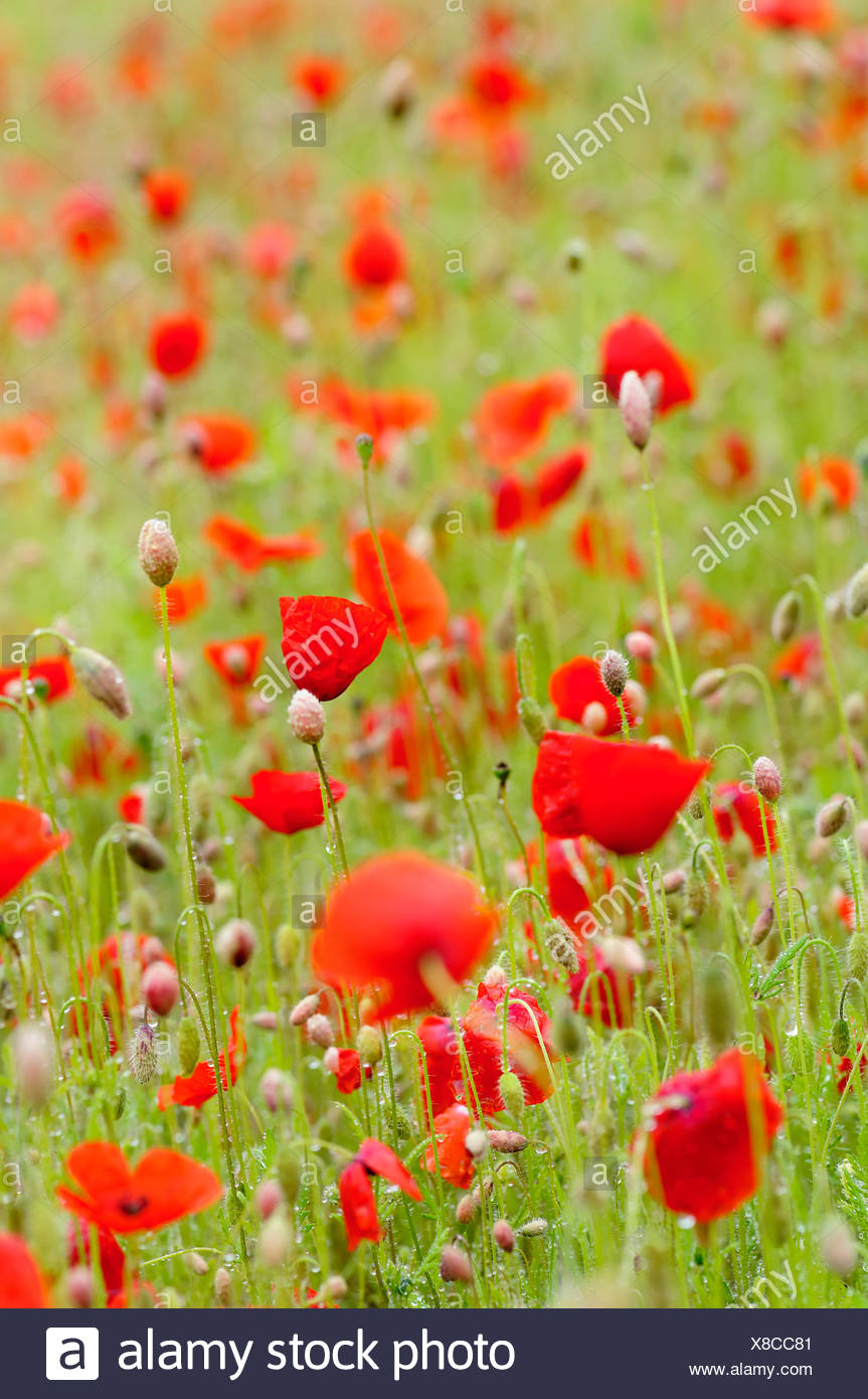 Poland National Flower Stock Photos & Poland National Flower Stock