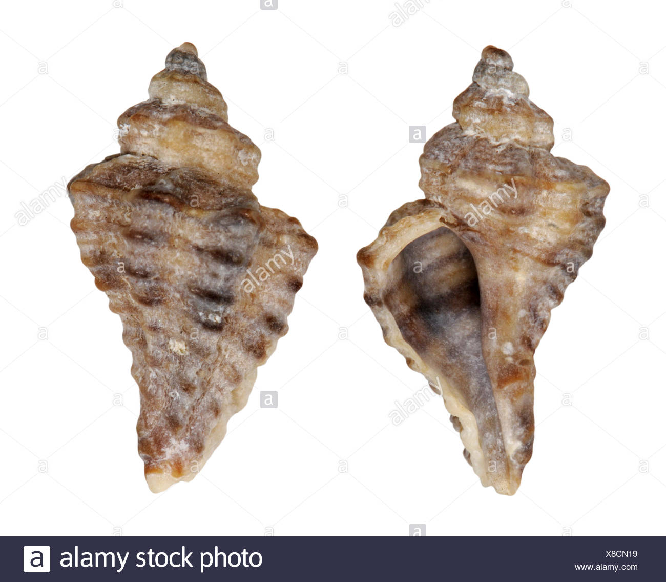 European Sting Winkle - Ocenebra erinacea Stock Photo