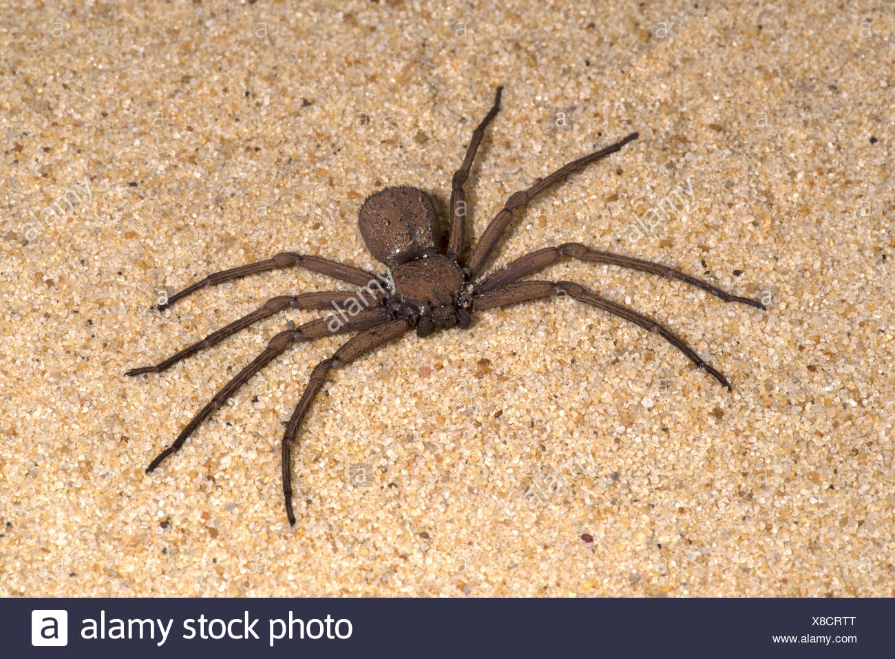 Sand Spider Sicarius Terrosus Sequence 1 Of Burying In Sand Alsoed Six Eyed Sand Spider Of Southern Africa Six Eyes Arranged In Three Groups Sand Spider Sicarius Terrosus Sequence 1 Of Burying In Sand Alsoed Six Eyed Sand Spider Of Southern Africa Six Eyes Arranged In Three Groups
