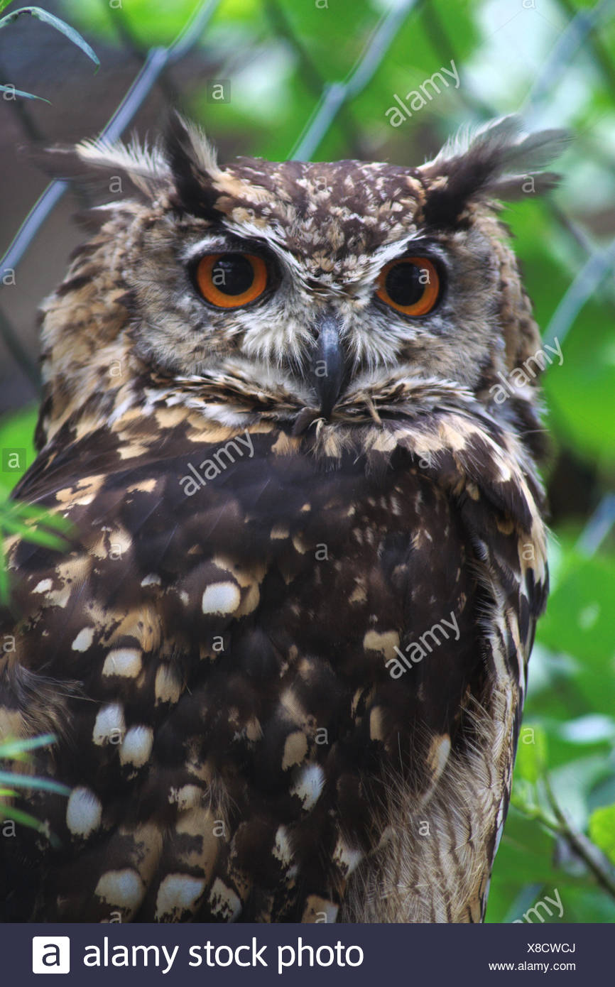 Uhu Bobu Bobu Stock Photo Alamy
