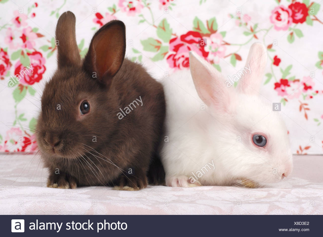 Netherland Dwarf Rabbit A Brown And A White Individual Stock Photo Alamy