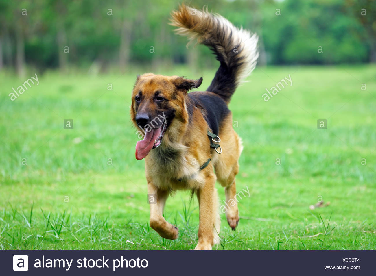 German Breed Dog Stock Photos German Breed Dog Stock Images Alamy
