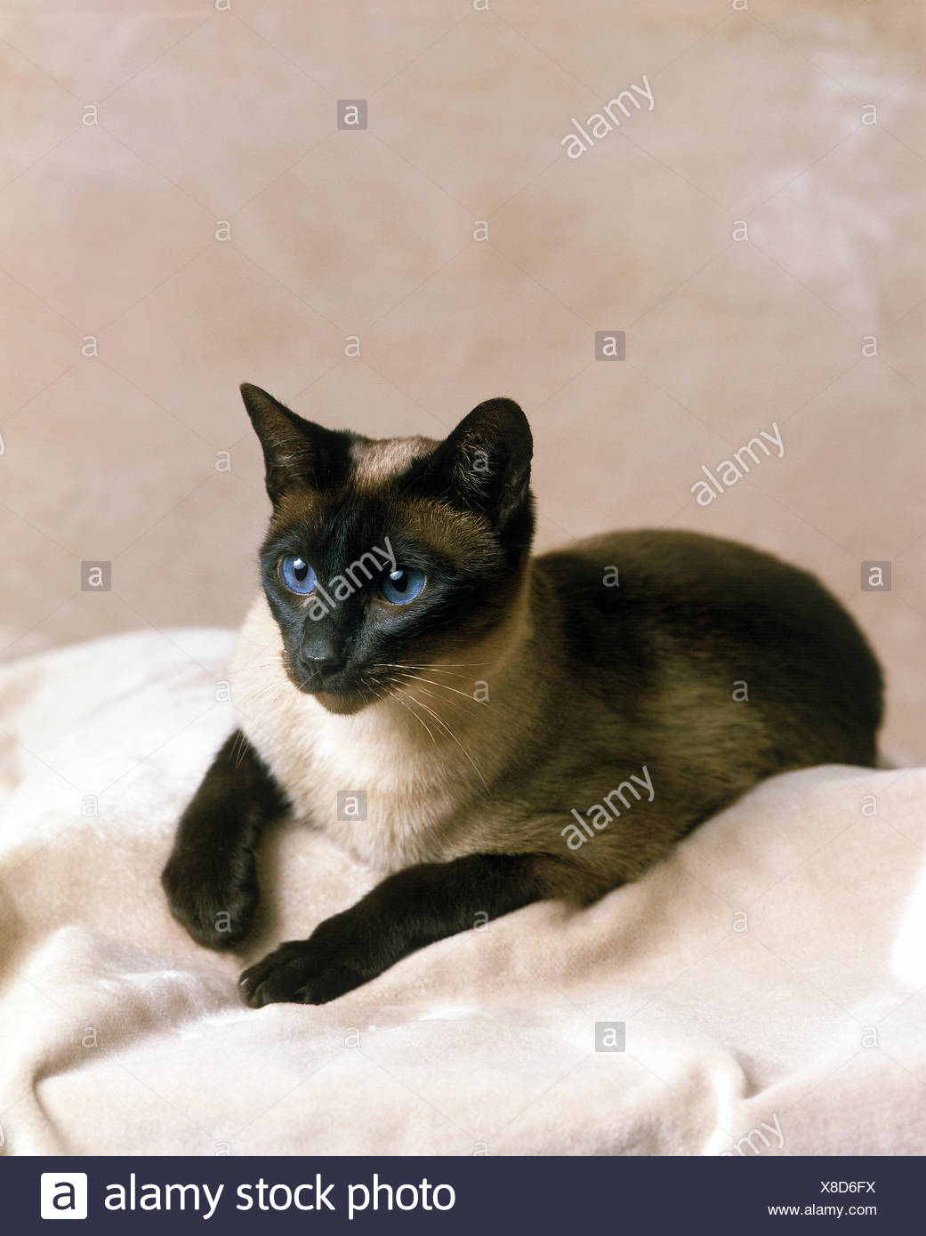Seal Point Siamese Domestic Cat Stock Photo 280573662 Alamy