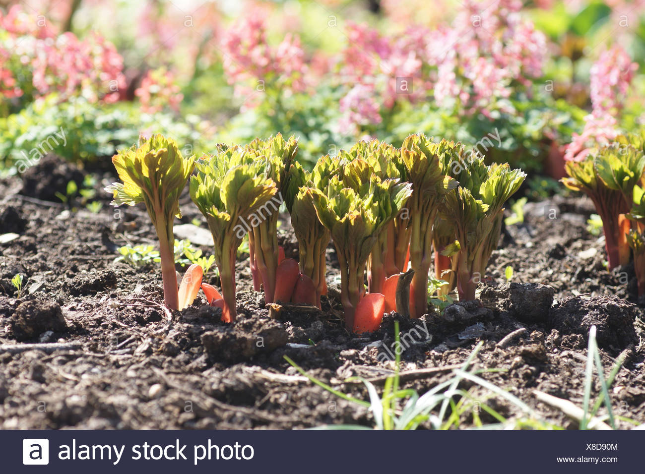 Peony Stock Photo