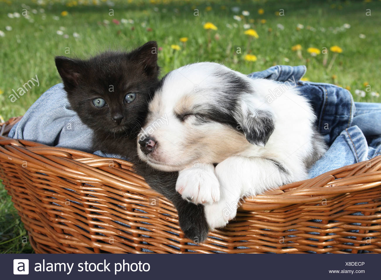 Kitten Kittens Herding Cats High Resolution Stock Photography And Images Alamy