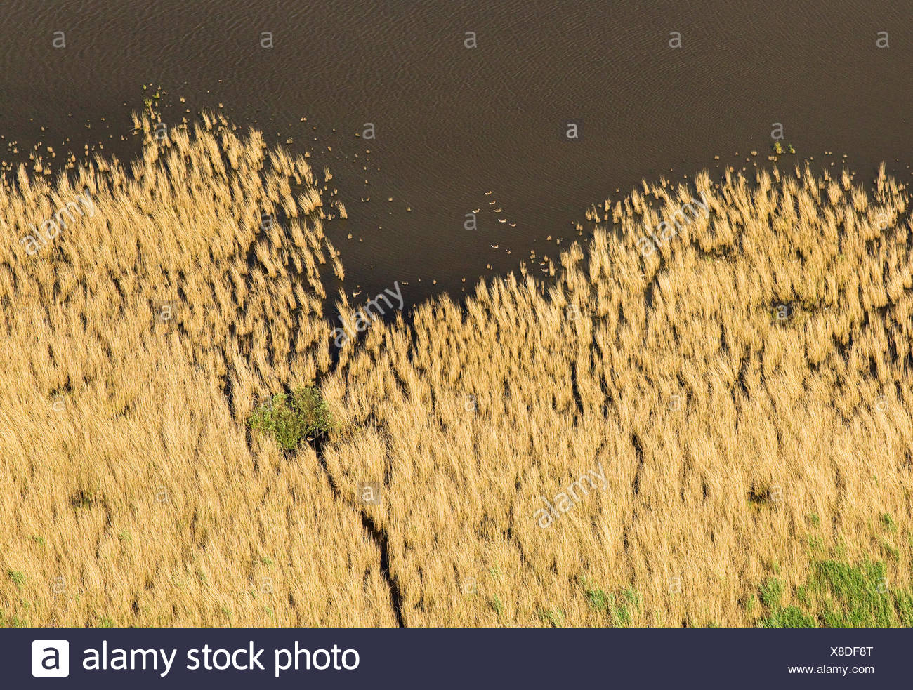 Wetland Rewilding High Resolution Stock Photography and Images - Alamy