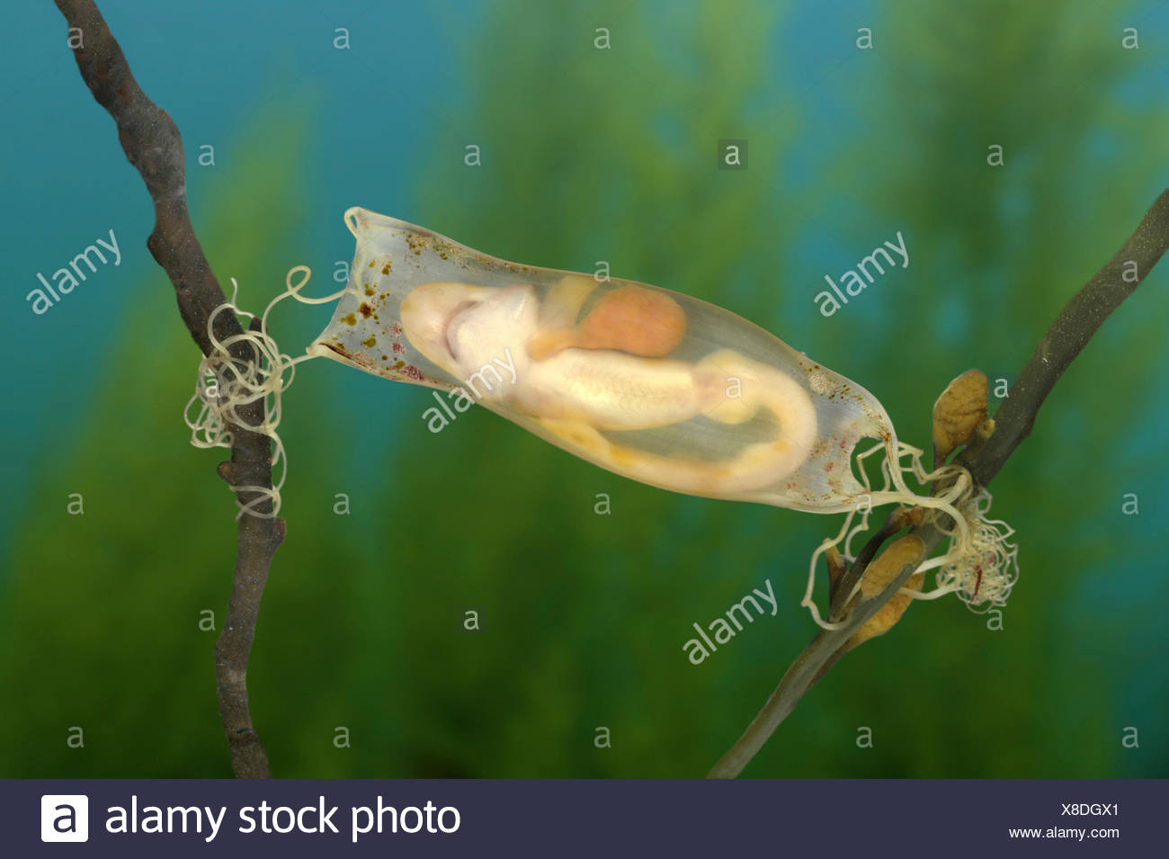 Dogfish Egg Case High Resolution Stock Photography and Images Alamy
