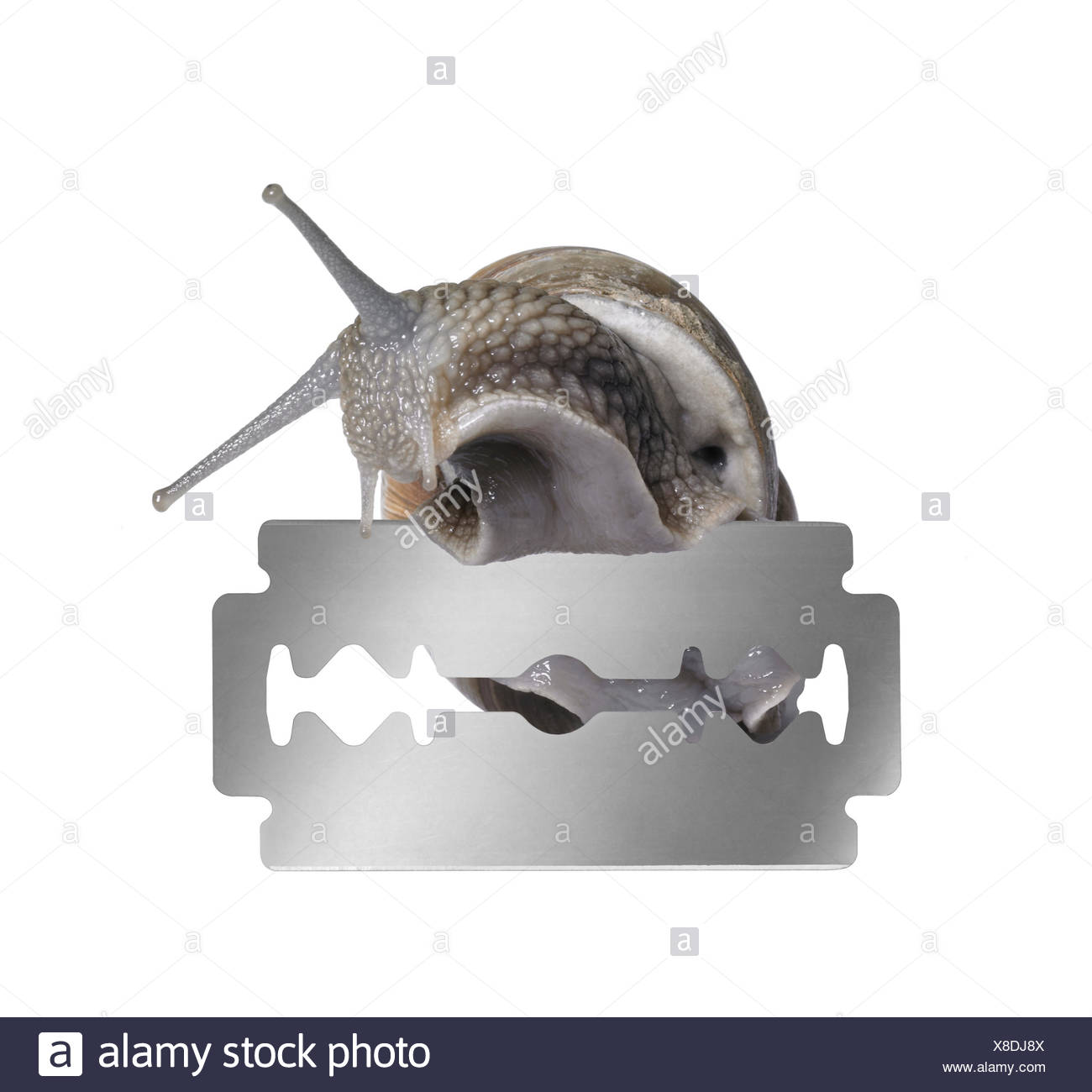 studio photography of a Grapevine snail creeping on the edge of a razor blade in white back Stock Photo