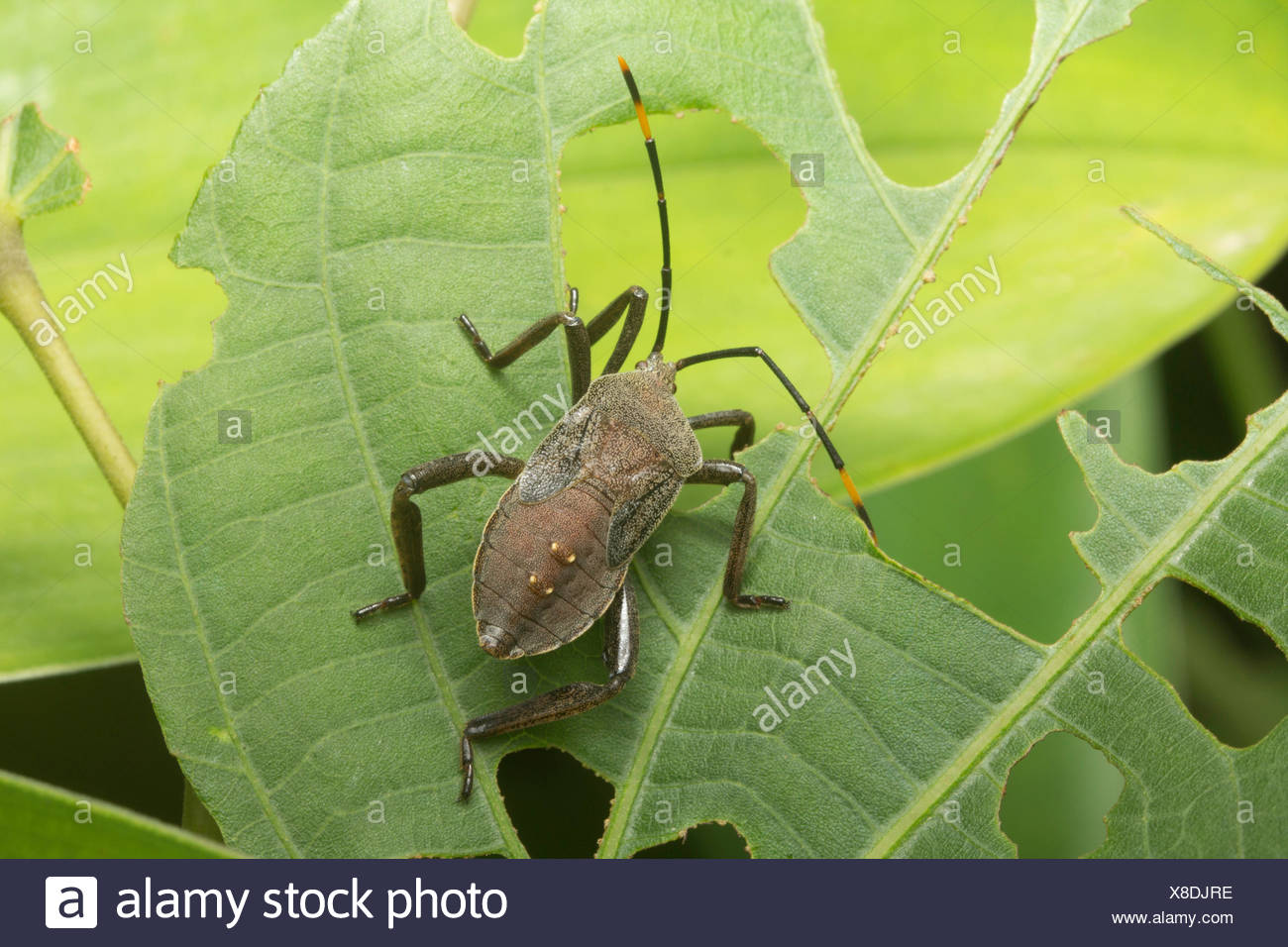 Assassin Bug Predatory Insect Assassin Beetle High Resolution Stock Photography and Images - Alamy