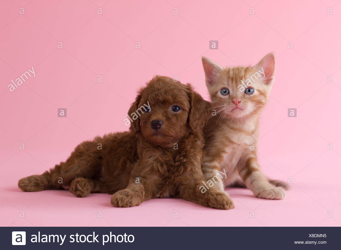 American Shorthair Kitten And Toy Poodle Puppy Stock Photo