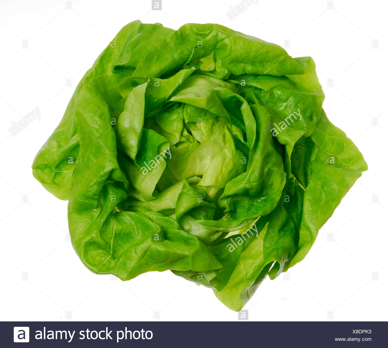 Head Of Lettuce High Resolution Stock Photography and Images Alamy