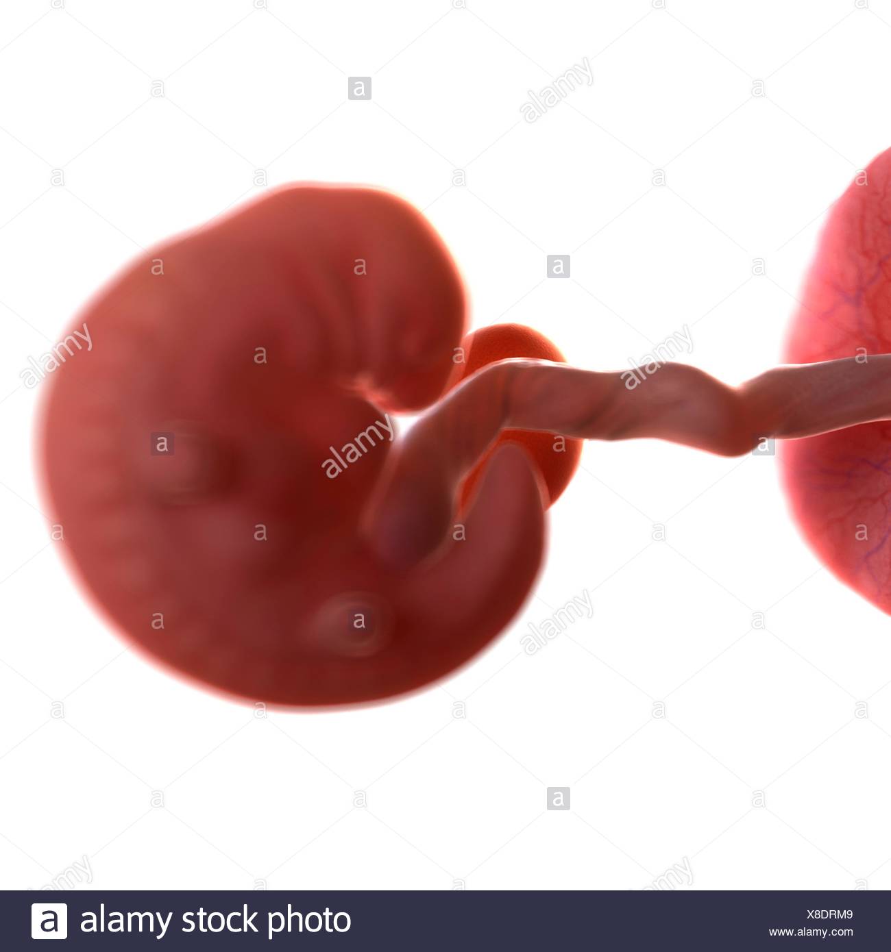 Fetus 6 Weeks High Resolution Stock Photography and Images - Alamy