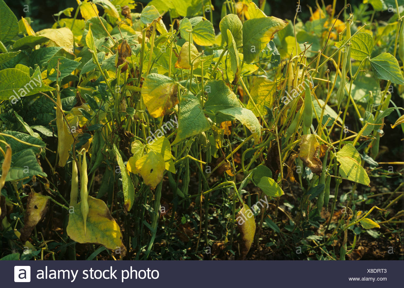 Nutrient Deficient Plant High Resolution Stock Photography and Images