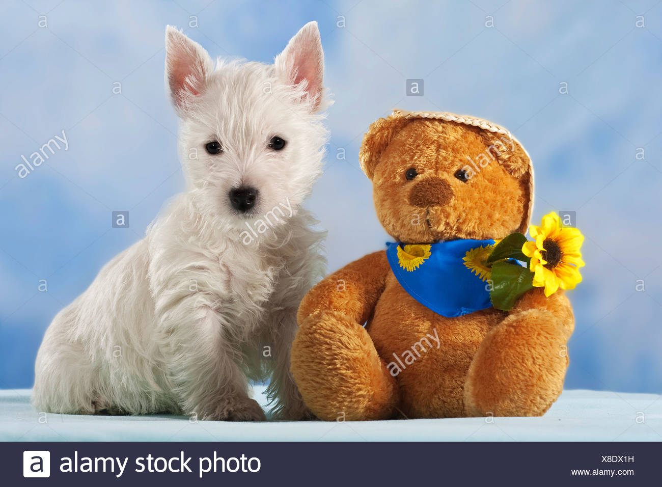 westie teddy bear