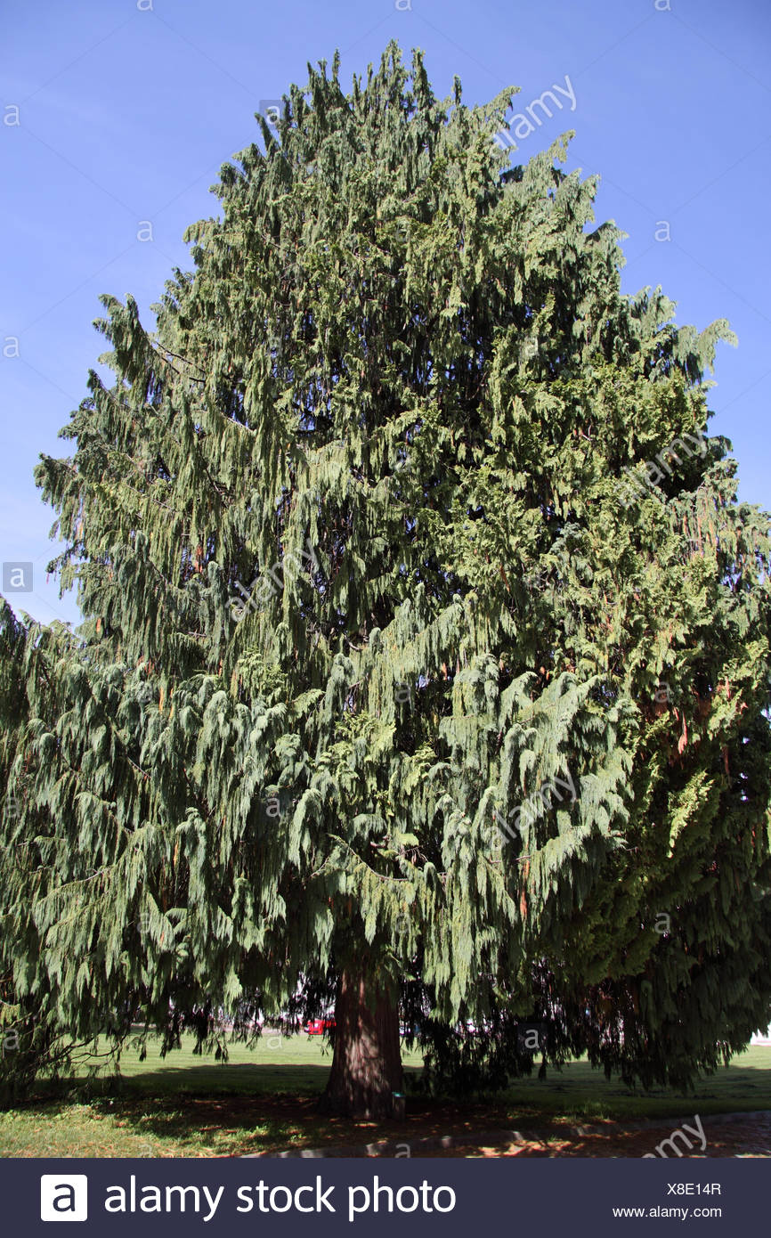 tree conifer cypress green plant needles nature kiefernartig quothnge nutkaquot - Stock Image