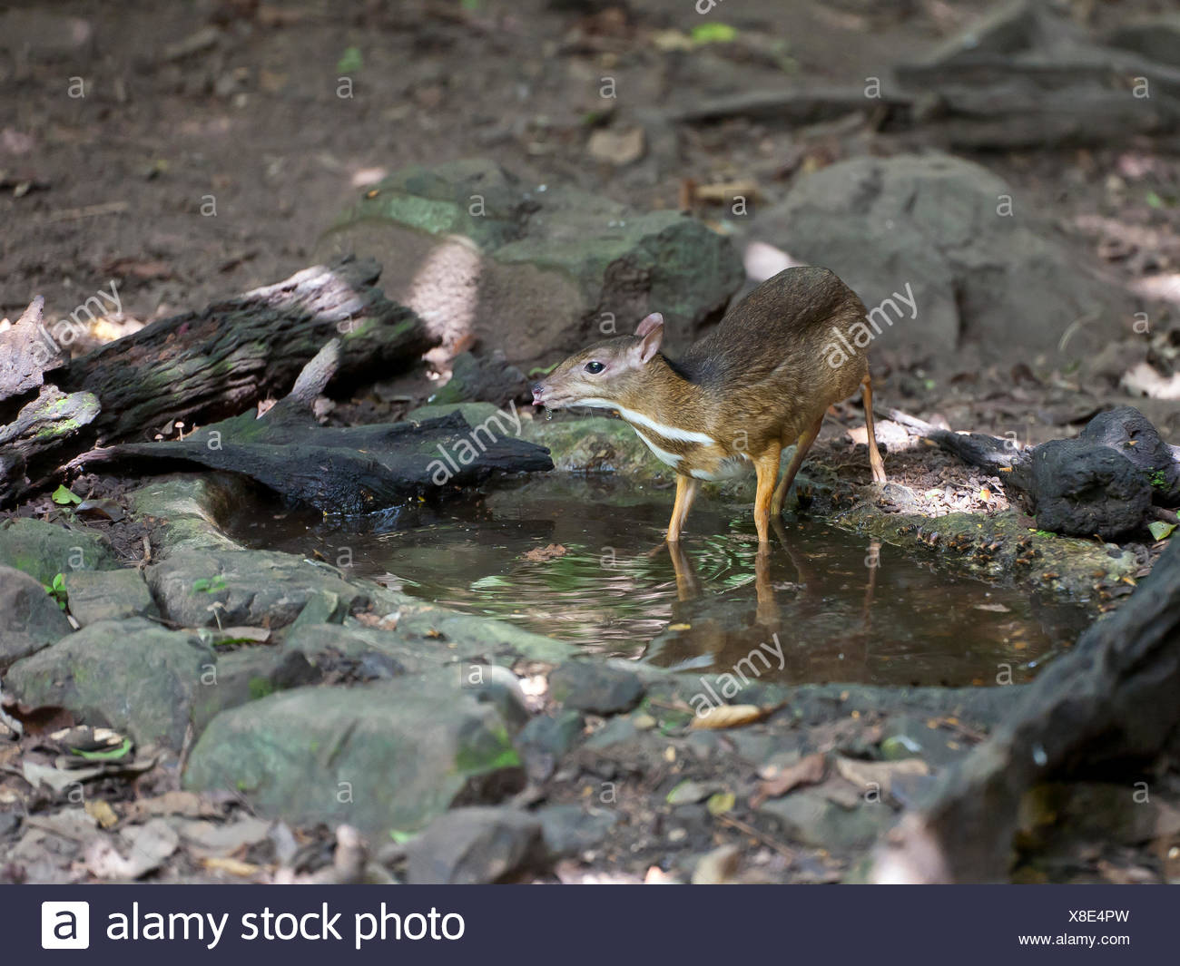 Lesser mouse-deer or kanchil (Tragulus kanchil) at waterhole, Kaeng Krachan National Park, Phetchaburi, Thailand Stock Photo