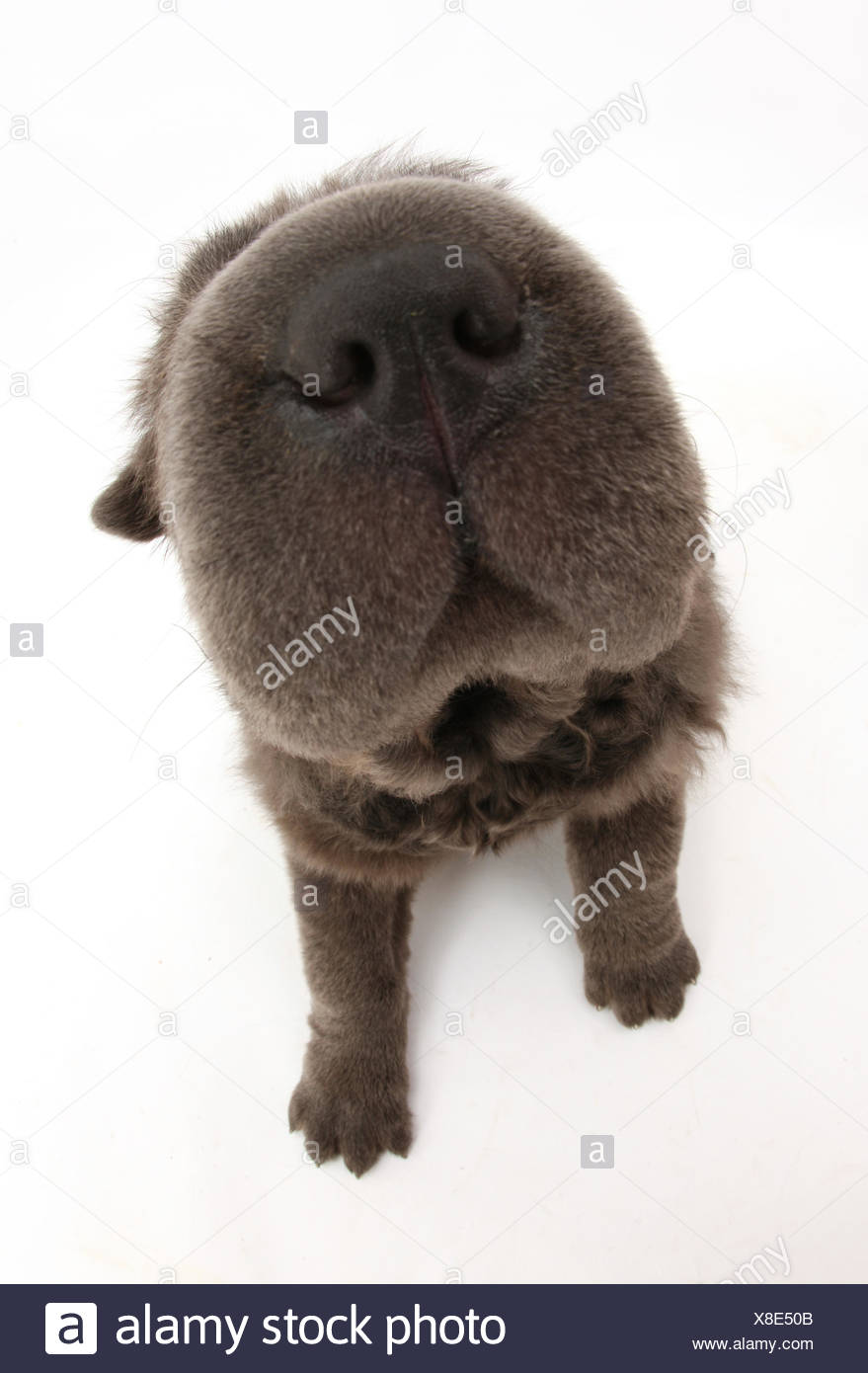 Blue Bearcoat Shar Pei Puppy Nose 13 Weeks Stock Photo 280594395