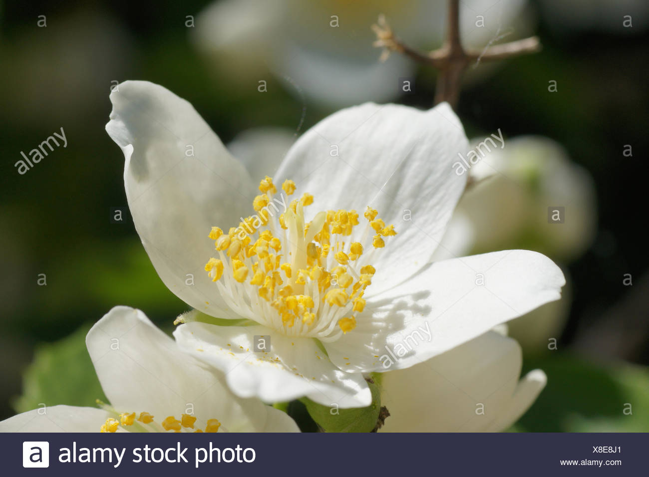 Strauch Jasmin Stock Photos & Strauch Jasmin Stock Images Alamy
