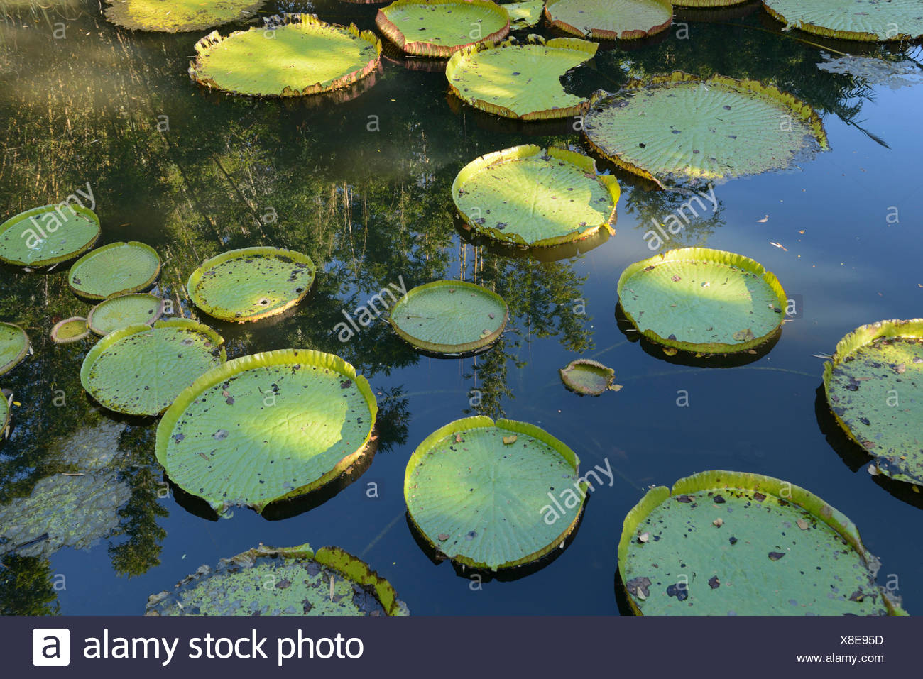 Usa Florida Gainesville Kanapaha Botanical Garden Giant Water